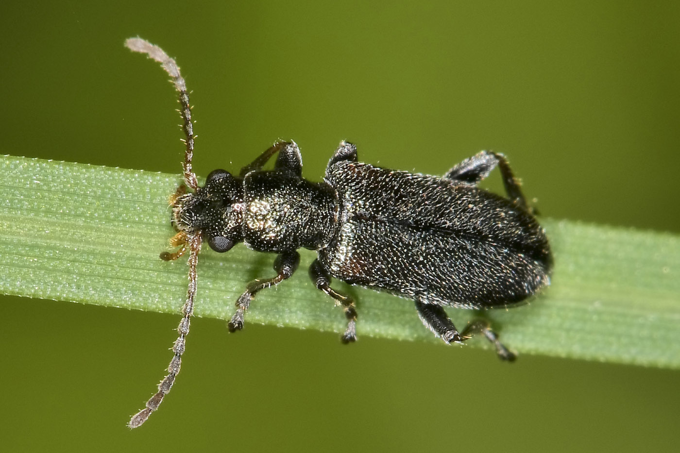 Chrysomelidae: Orsodacne sp.? S, O. humeralis